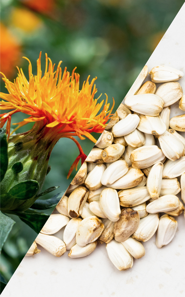 Seeds Selection & Peeling